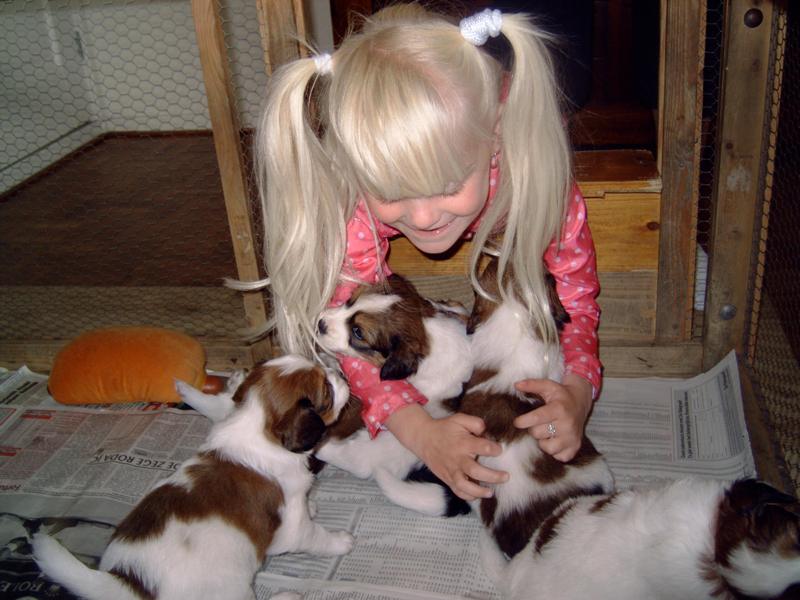 Puppies